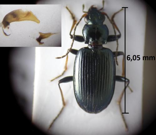Bembidion tibiale